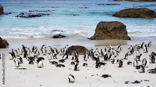 African Penguins on Boulders Beach #72771737
