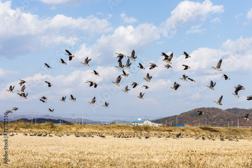 South Korea's migratory geese © Kang Sunghee