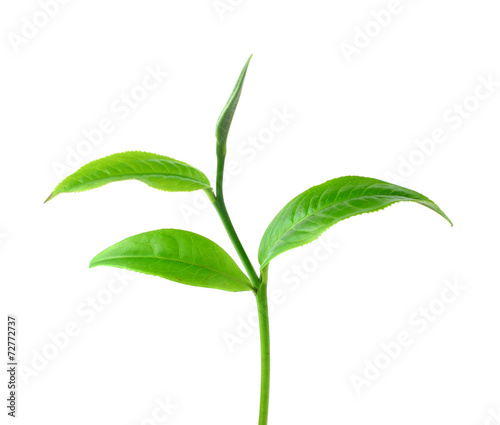 Tea leaves with white background