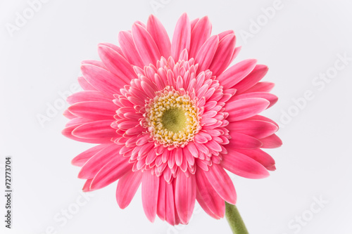 Pink gerbera flower