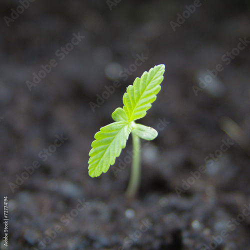 Marijuana seedling