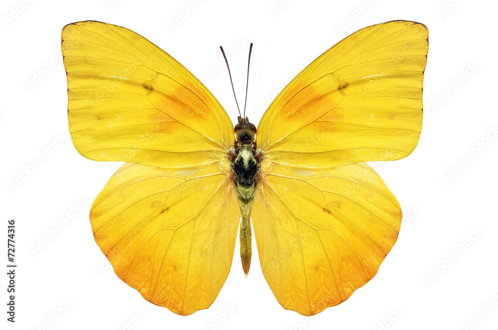 Obraz premium yellow butterfly