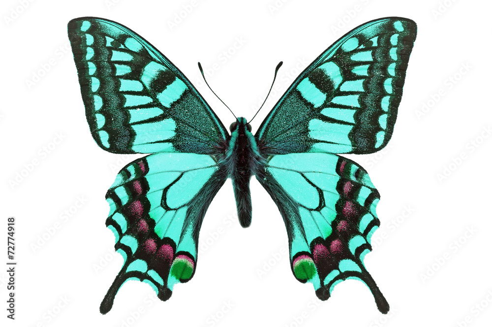 blue butterfly blue butterfly