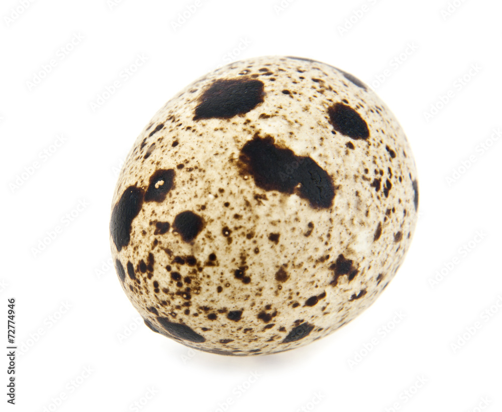 quail eggs quail eggs
