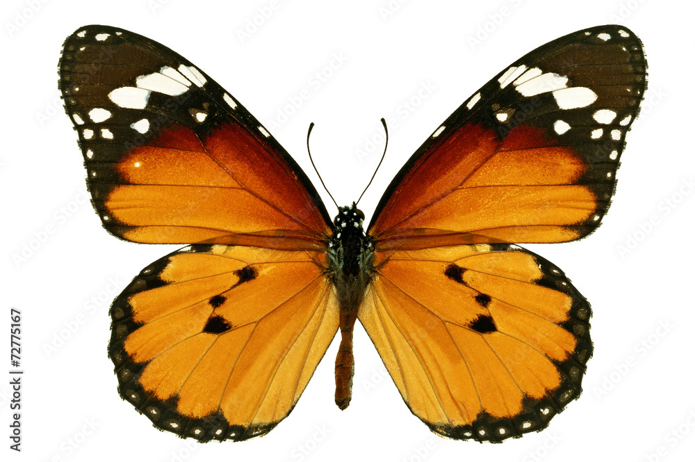 Naklejka premium monarch butterfly