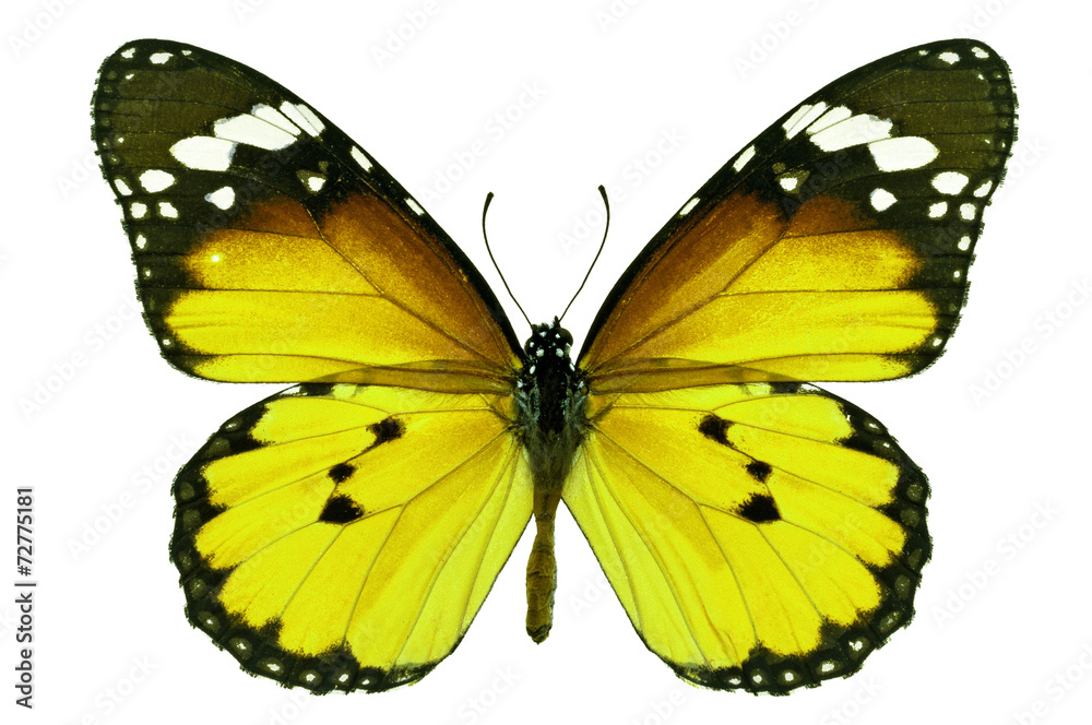 Fototapeta premium yellow butterfly