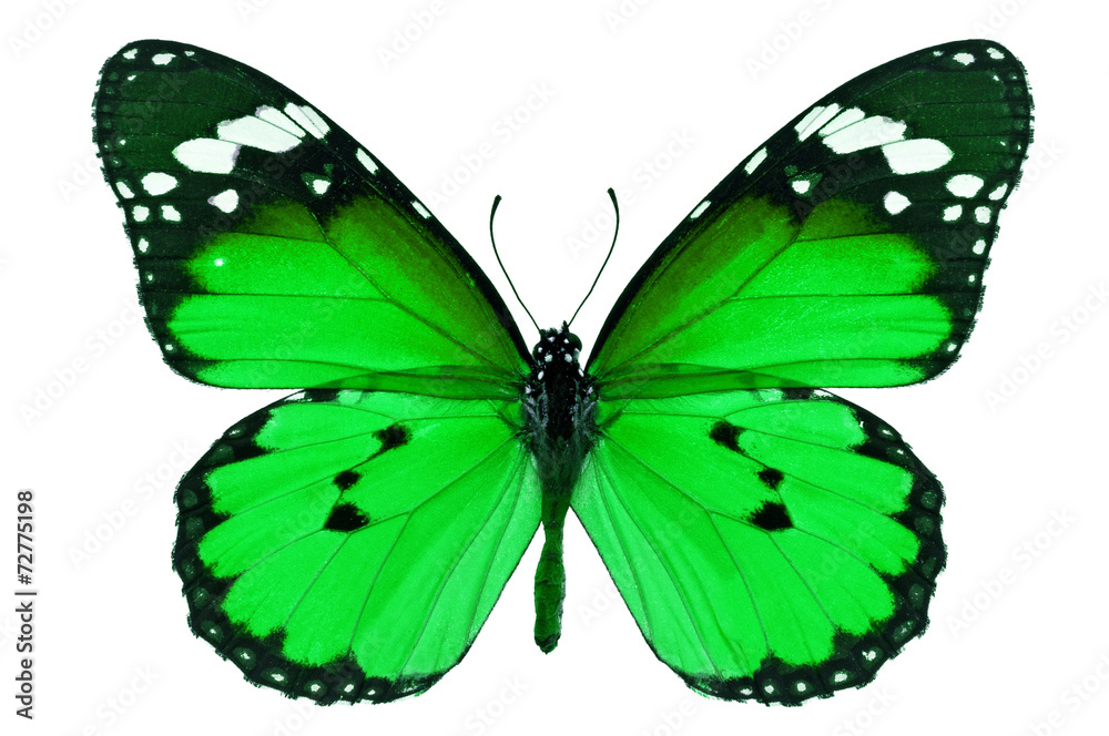 Fototapeta premium green butterfly