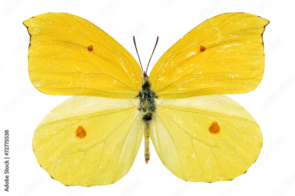 Obraz premium yellow butterfly
