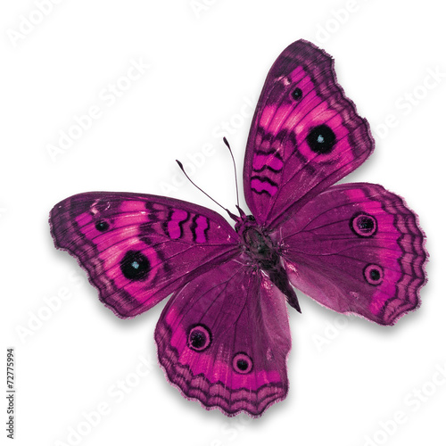 pink butterfly © thawats