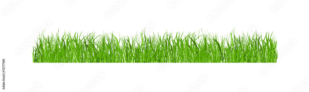 Fototapeta premium Green grass isolated on white background, illustration