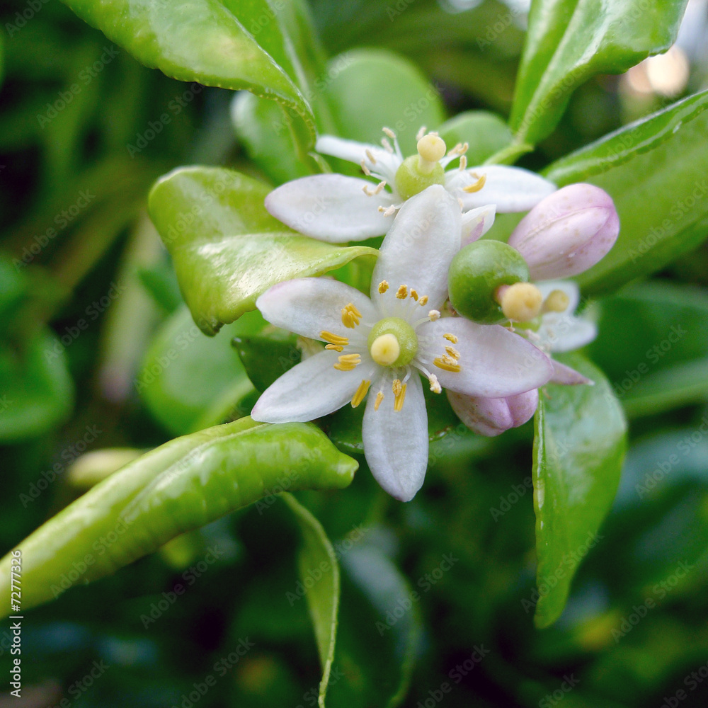 Combava ou combawa, fleur, jardin créole, La Réunion Combava ou combawa, fleur, jardin créole, La Réunion