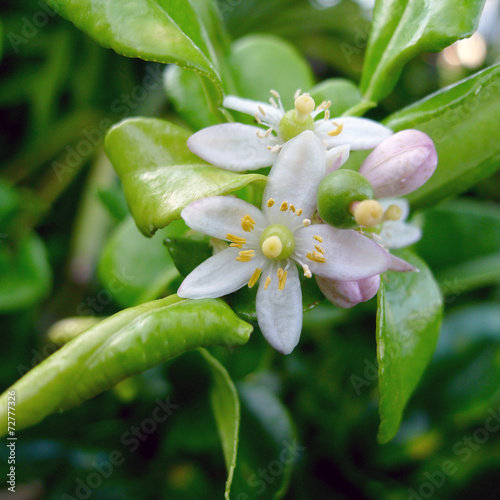 Combava ou combawa, fleur, jardin créole, La Réunion
