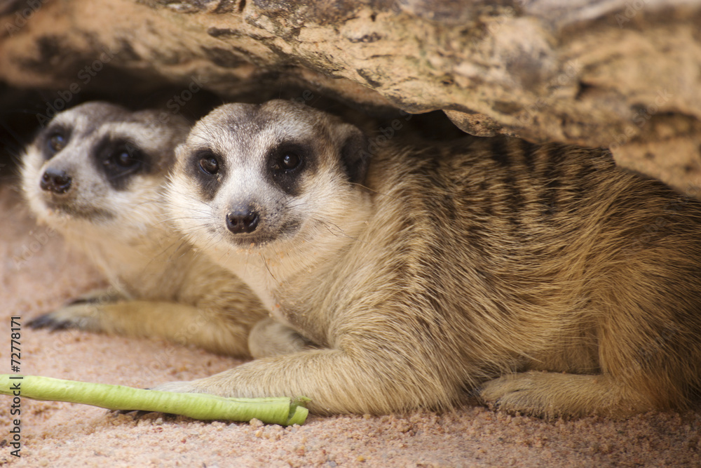 Obraz premium Meerkat