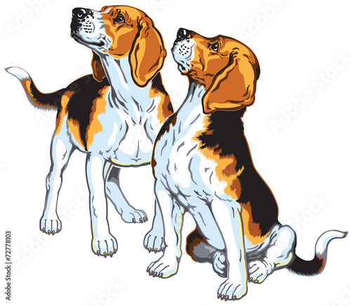 two beagles