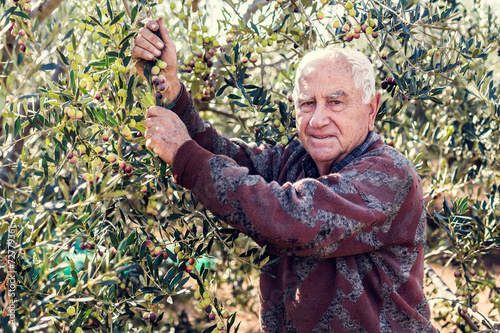 farmer at work with olive tree