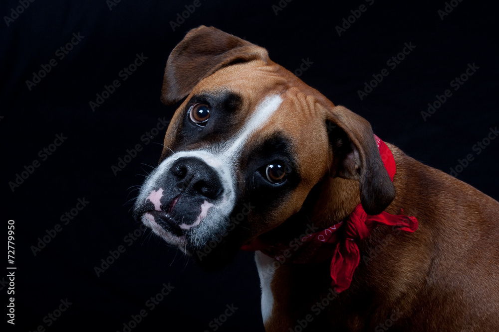 chien Boxer avec un foulard au cou Stock Photo | Adobe Stock