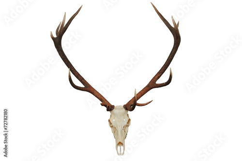beautiful red deer hunting trophy
