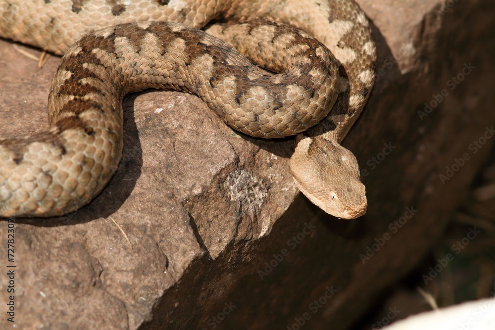 dangerous venomous european snake