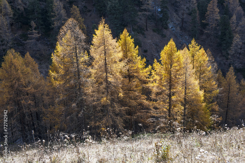 Arvenbäume bei 