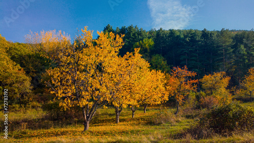 Autumn meadow