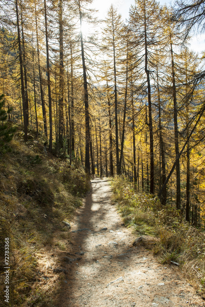 Waldweg oberhalb von Zermatt, Wallis, Schweiz