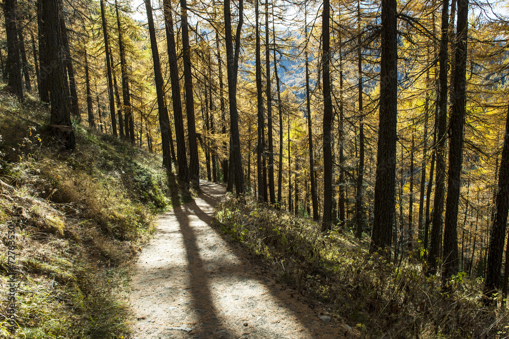 Fototapeta premium Waldweg oberhalb von Zermatt, Wallis, Schweiz