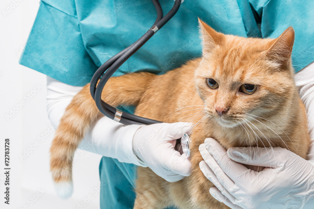 animal clinic - treatment with stethoscopes at a cat animal clinic - treatment with stethoscopes at a cat