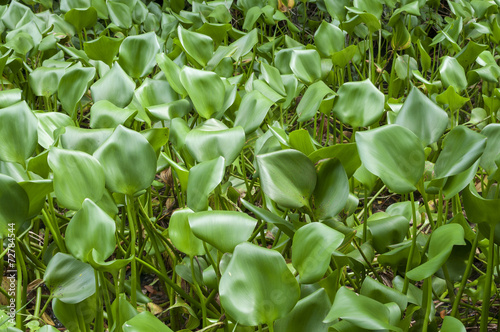 Wild water hyacinths
