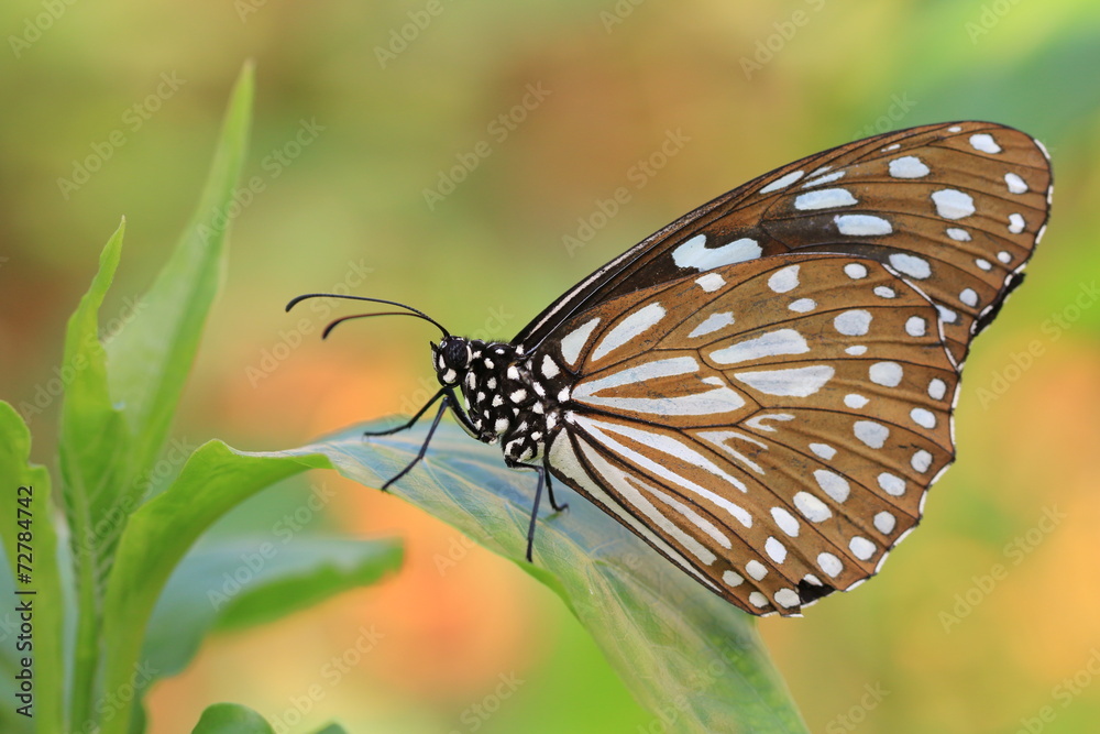 Blue Spotted Milkweed butterfly and green leaf Blue Spotted Milkweed butterfly and green leaf