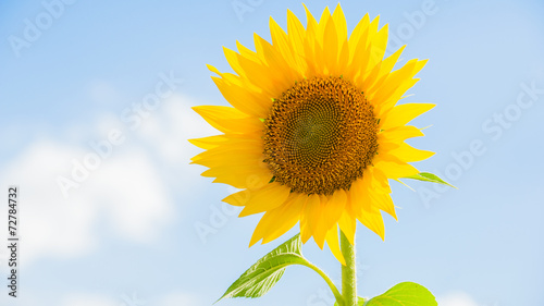 Yellow sunflowers on a blue sky background in Tuscany  Italy