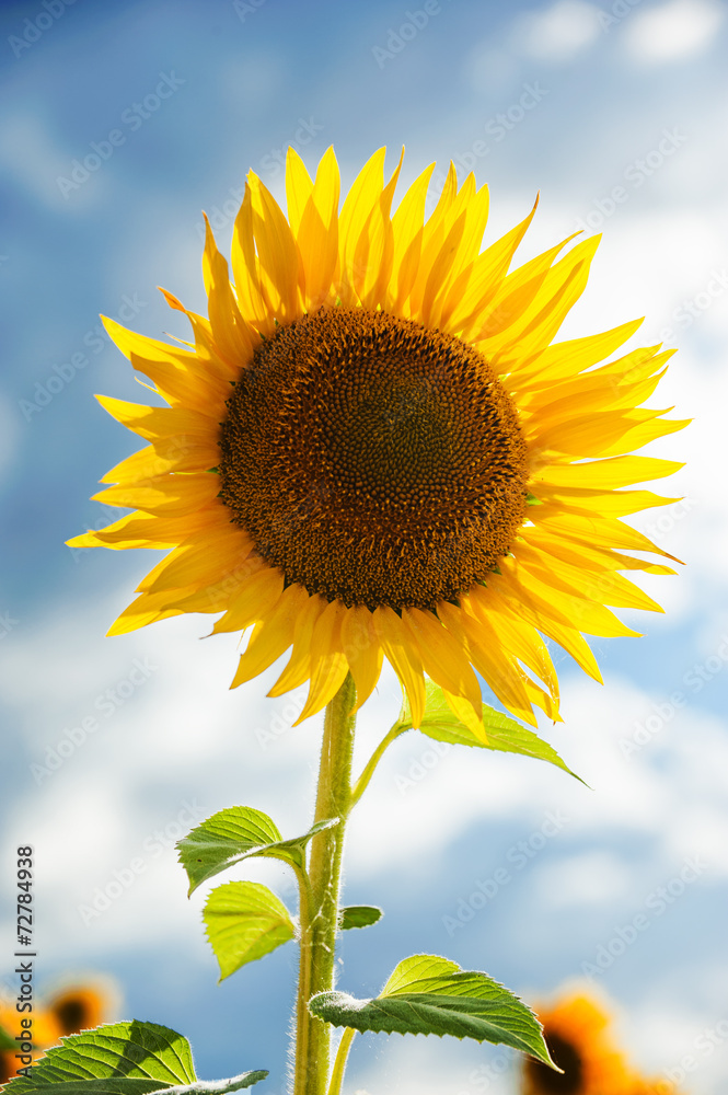Yellow sunflowers on a blue sky background in Tuscany, Italy Yellow sunflowers on a blue sky background in Tuscany, Italy