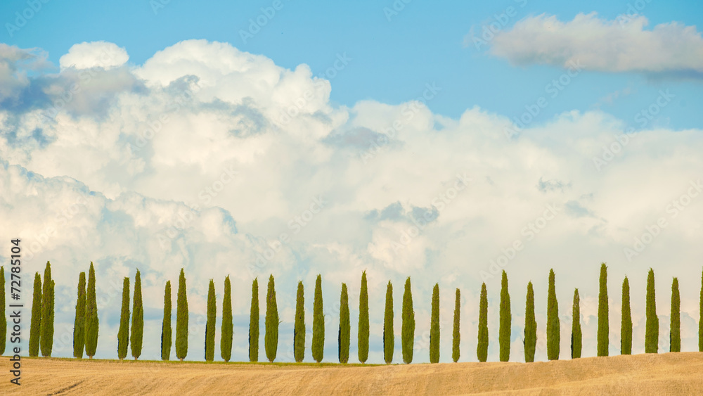 Fototapeta premium Rows of cypress trees on blue sky background in Tuscany, Italy