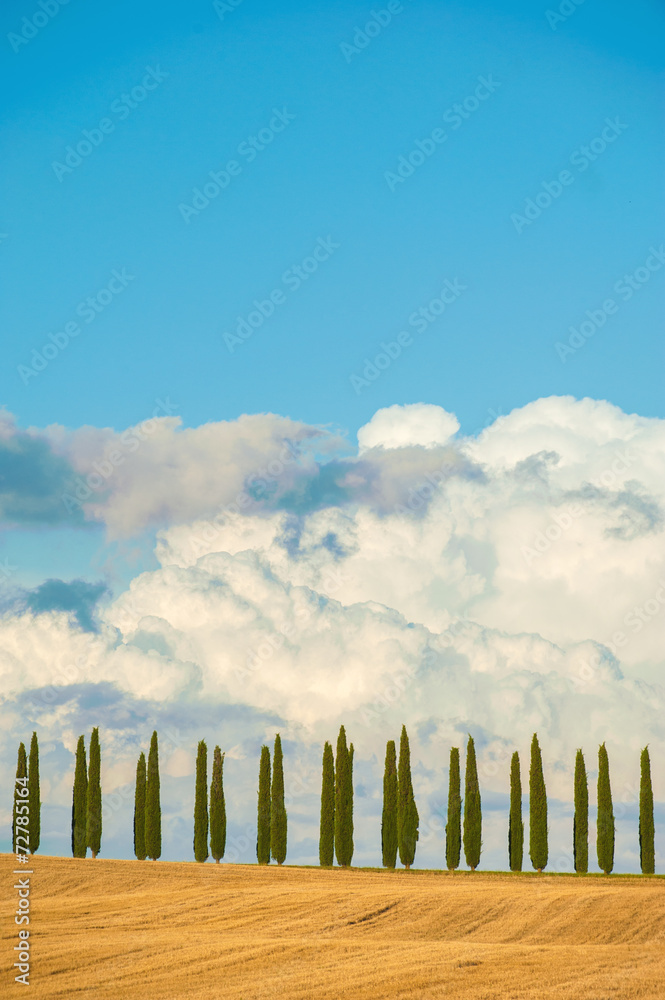 Fototapeta premium Rows of cypress trees on blue sky background in Tuscany, Italy