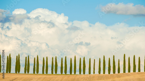 Rows of cypress trees on blue sky background in Tuscany, Italy