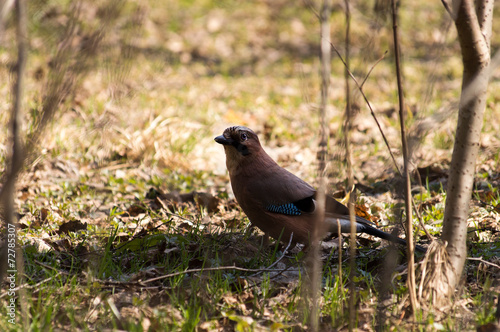 Garrulus glandarius in the woods