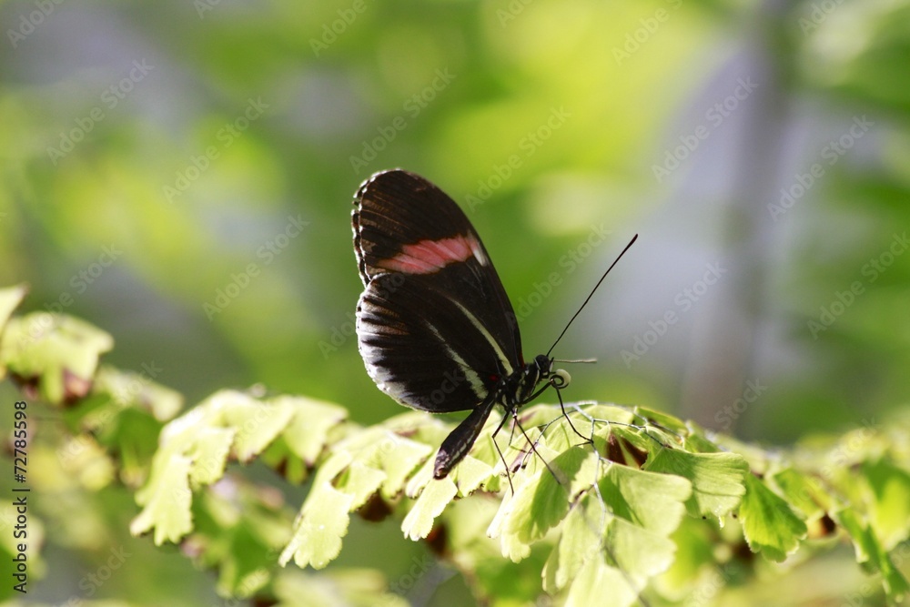 Red postman butterfly / Heliconius erato Red postman butterfly / Heliconius erato