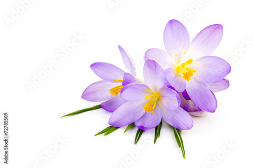 crocus on white background - fresh spring flowers