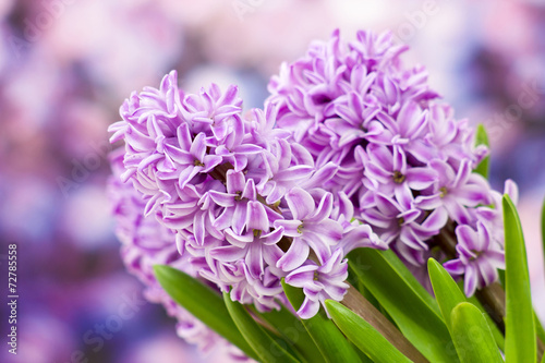 blooming hyacinth flowers (hyacinthus)