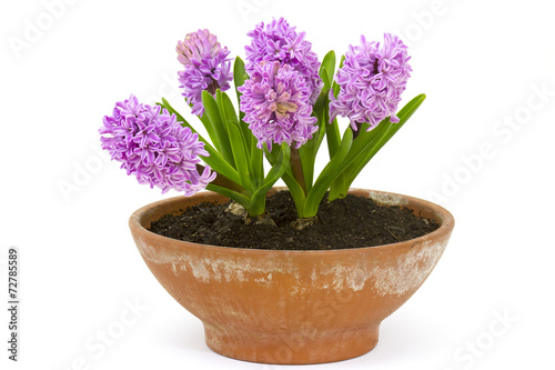 spring hyacinth flowers in a pot