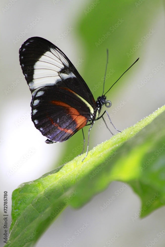 True Cattleheart Butterfly / Parides eurimedes True Cattleheart Butterfly / Parides eurimedes
