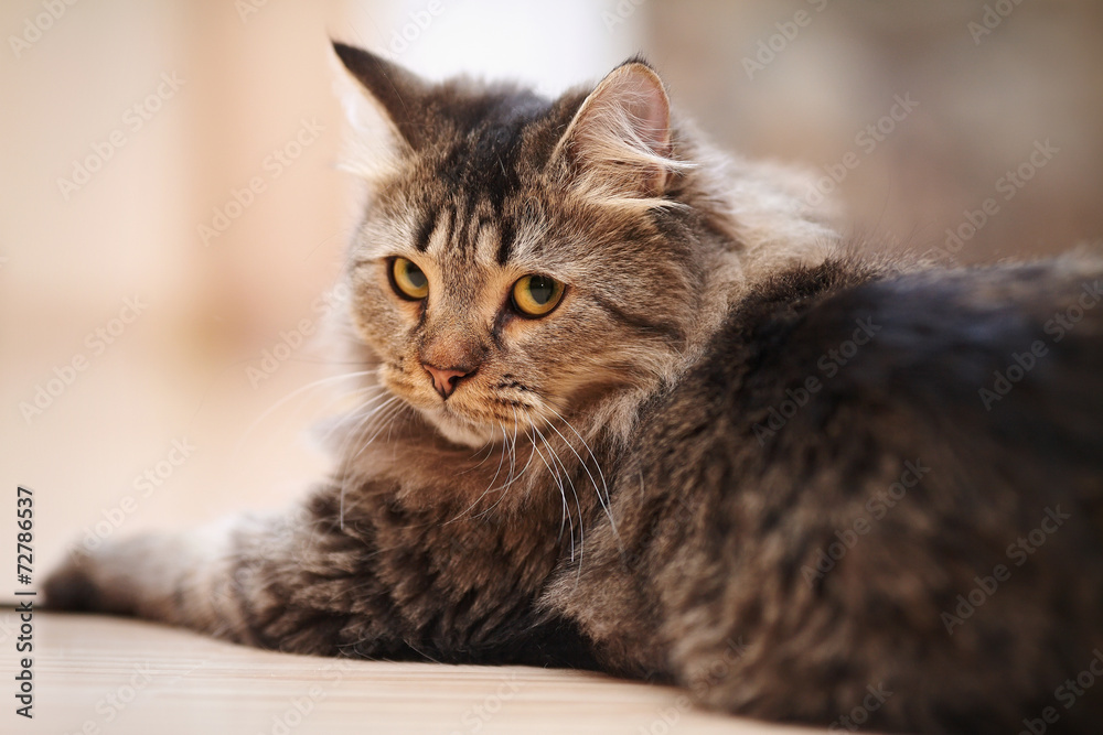 Portrait of a fluffy striped cat. Portrait of a fluffy striped cat.