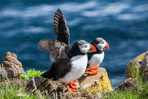 Wallpaper Mural Pair of  puffins on a rock, Iceland
