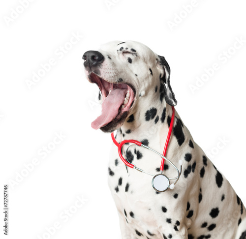 Funny yawning dalmatian dog with red stethoscope.
