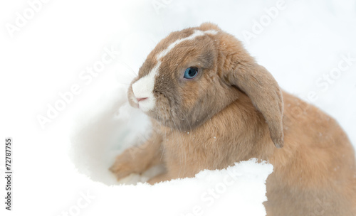 Funny cute rabbit with blue eyes sitting in snow.