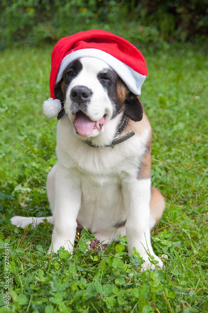 Fototapeta premium . St. Bernard in a red cap