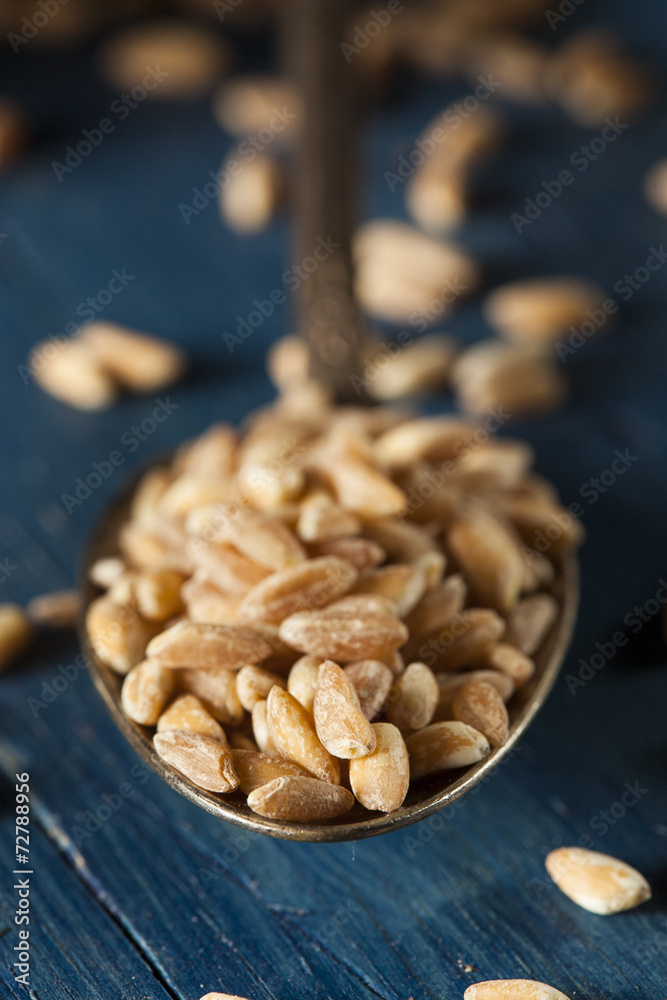 Organic Raw Farro Grain Organic Raw Farro Grain