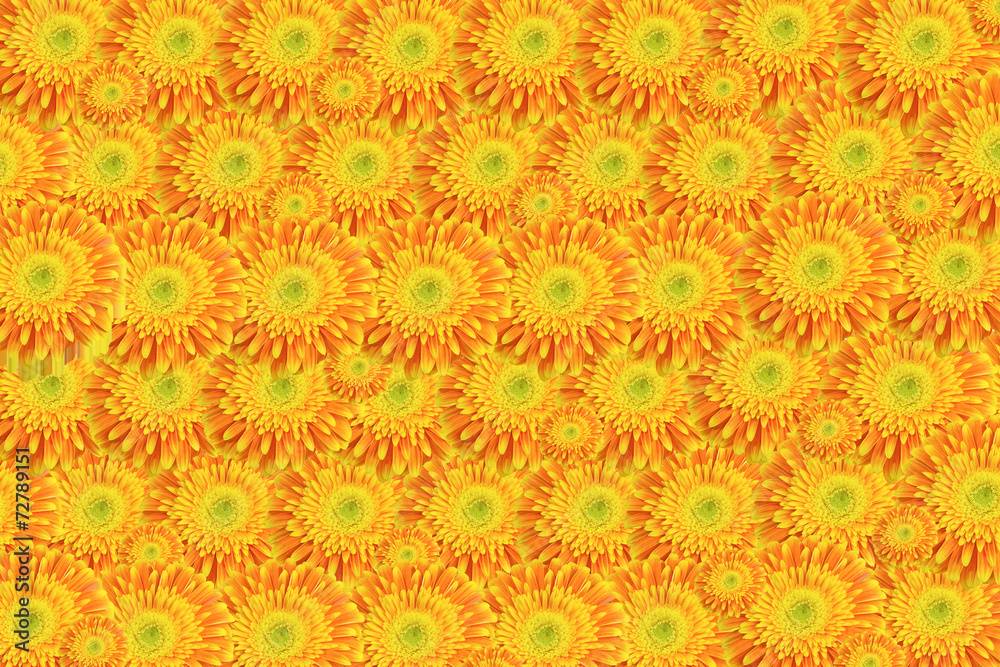Background of yellow-orange chrysanthemums. Horizontally.