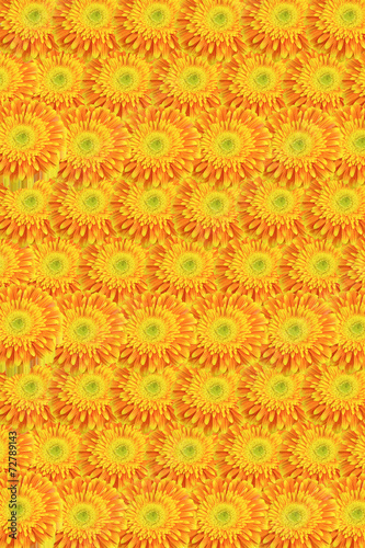 Background of yellow-orange chrysanthemums. Vertically.