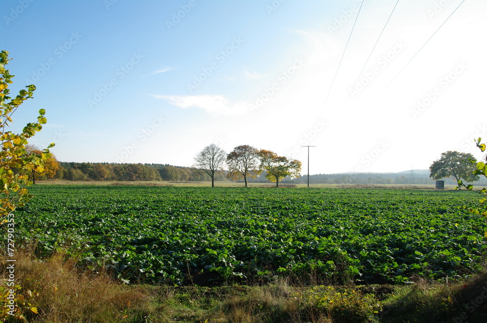 Obraz premium Herbstlandschaft