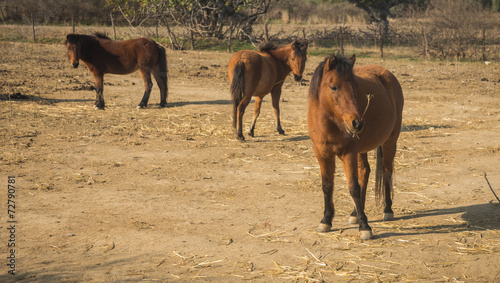 Skirian horses, Skiros, northern Sporades, Greece photo